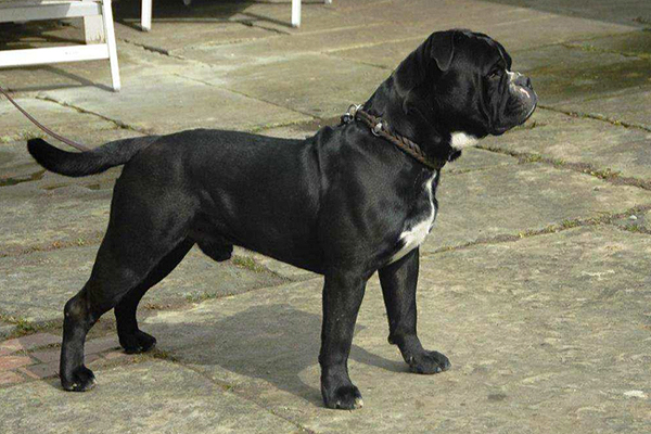 Harryman
